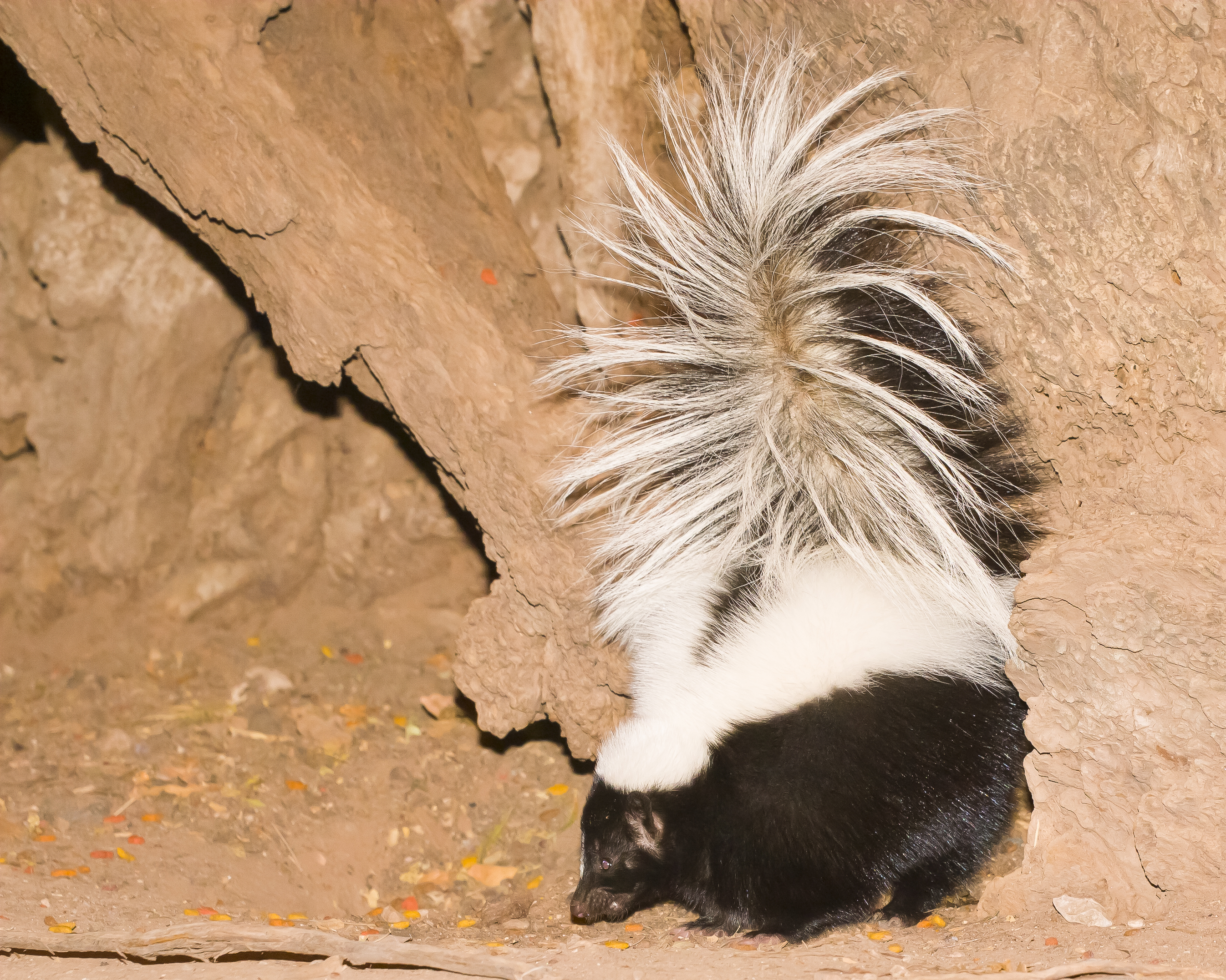 striped skunk.jpg